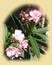 chorwacki oleander